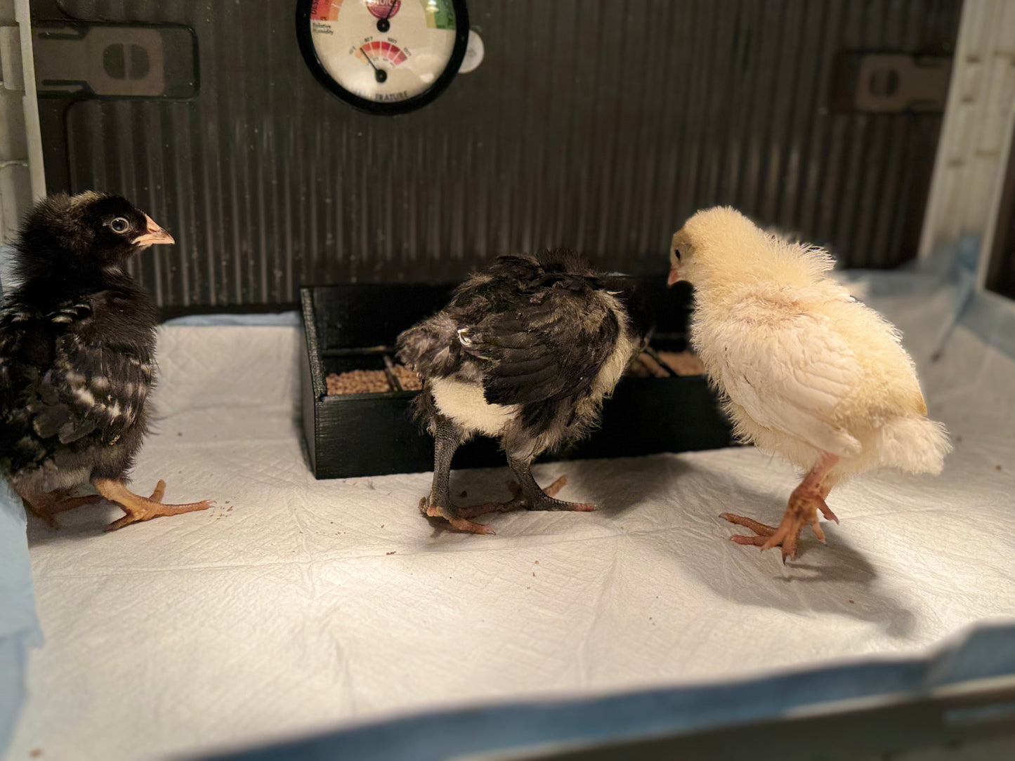 Chick Brooder Tray Feeder