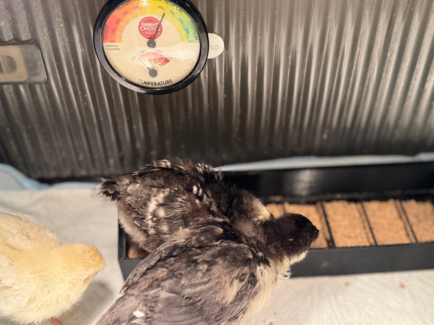 Chick Brooder Tray Feeder